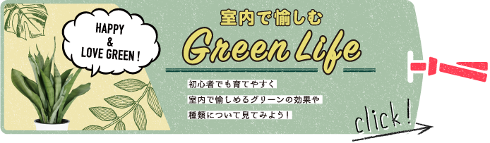 室内で愉しめるグリーンの効果や種類について見てみよう！