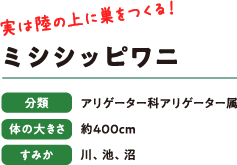 実は陸の上に巣をつくる！　ミシシッピワニ　分類：アリゲーター科アリゲーター属　体の大きさ：約400cm　すみか：川、池、沼