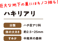巨大な地下の巣にはキノコ畑も！　ハキリアリ　分類：ハチ目アリ科　体の大きさ：約2.5〜25mm　すみか：中南米の森林