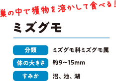 巣の中で獲物を溶かして食べる！　ミズクモ　分類：ミズグモ科ミズグモ属　体の大きさ：約9〜15mm　すみか：沼、池、湖