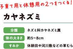 子育て用と休憩用の２つをつくる！　カヤネズミ　分類：ネズミ科カヤネズミ属　体の大きさ：約5〜8cm　すみか：休耕田や河川敷などの草むら