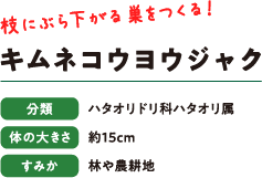 枝にぶら下がる巣をつくる！　キムネコウヨウジャク　分類：ハタオリドリ科ハタオリ属　体の大きさ：約15cm　すみか：林や農耕地