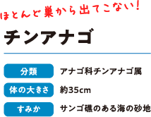ほとんど巣から出てこない！　チンアナゴ　分類：アナゴ科チンアナゴ属　体の大きさ：約35cm　すみか：サンゴ礁のある海の砂地