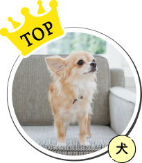 TOP　犬