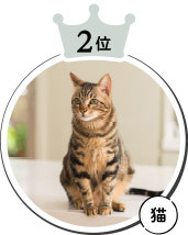 2位　猫