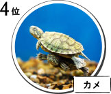 4位　カメ