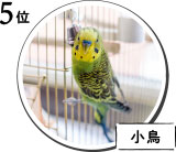 5位　小鳥