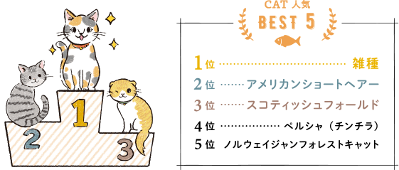 CAT人気BEST5　1位雑種、2位アメリカンショートヘアー、3位スコティッシュフォールド、4位ペルシャ（チンチラ）、5位ノルウェイジャンフォレストキャット