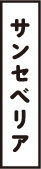 サンセベリア