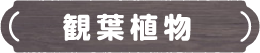 観葉植物